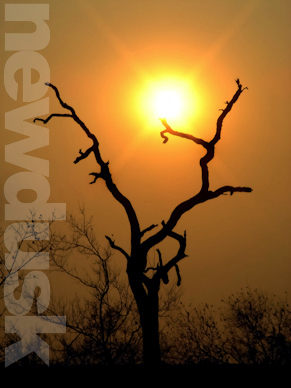sunrise safari